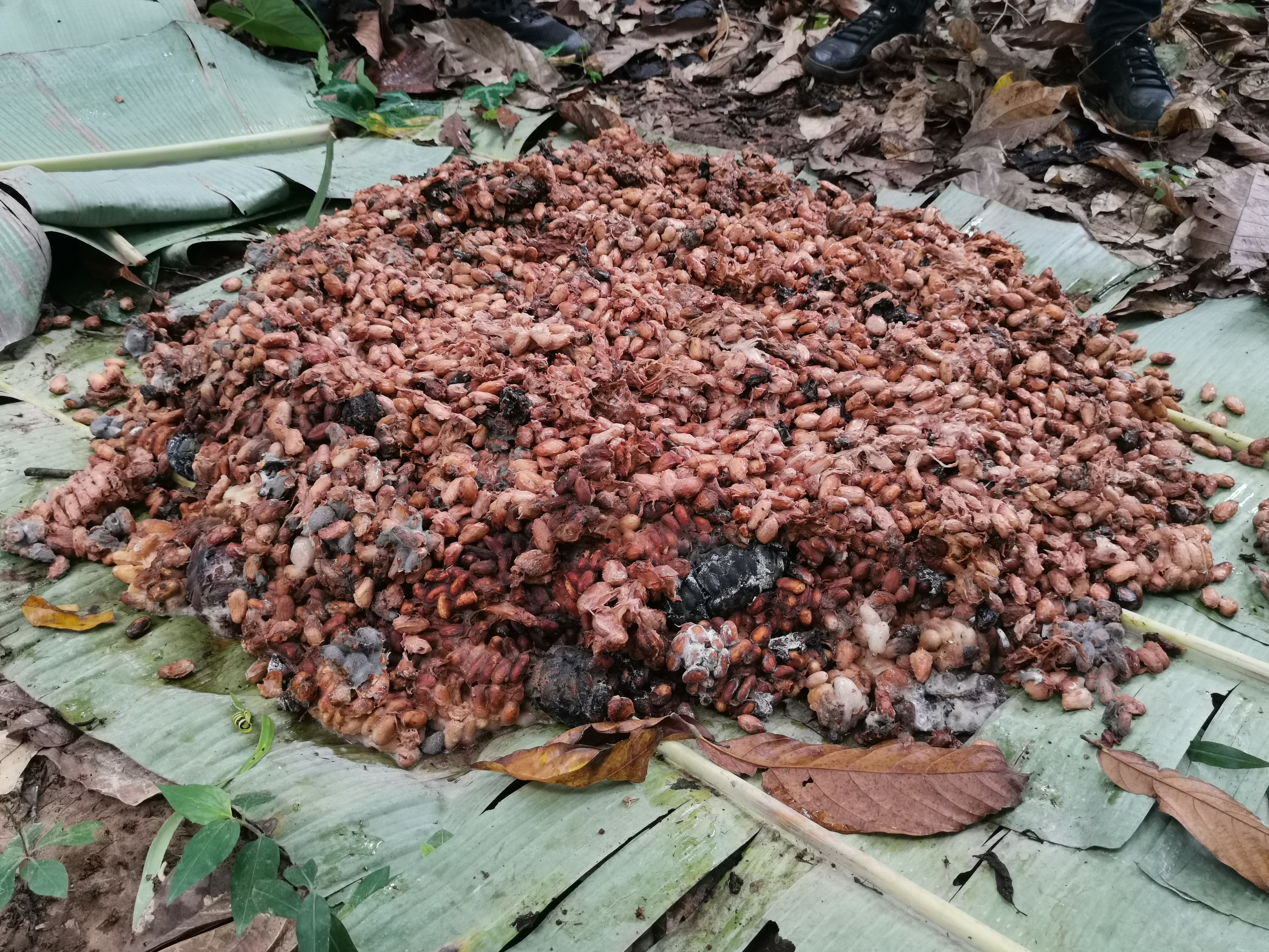 Cocoa beans during fermentation on banana leaves