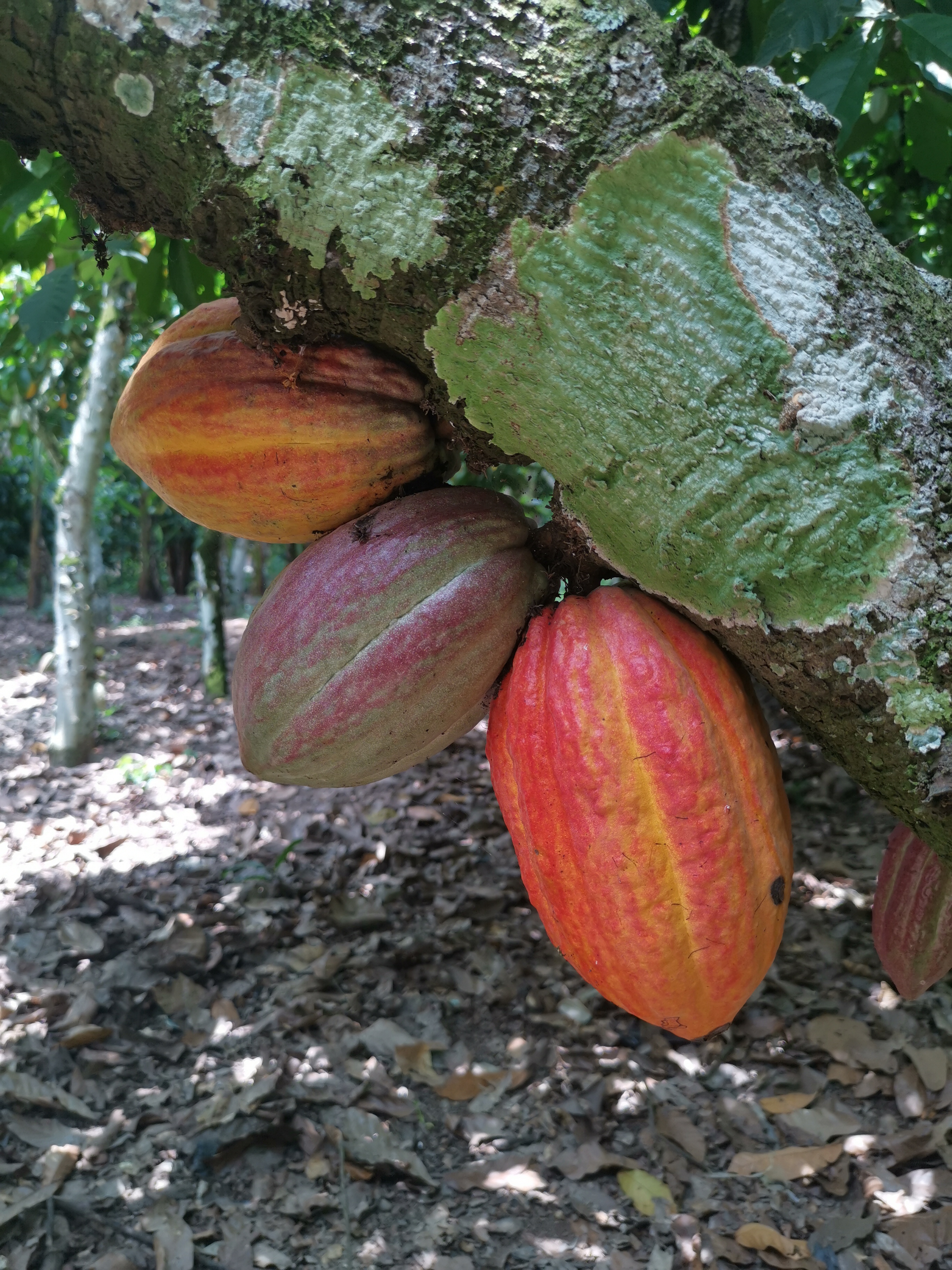 Bunte Kakaoschoten an einem Kakaobaum