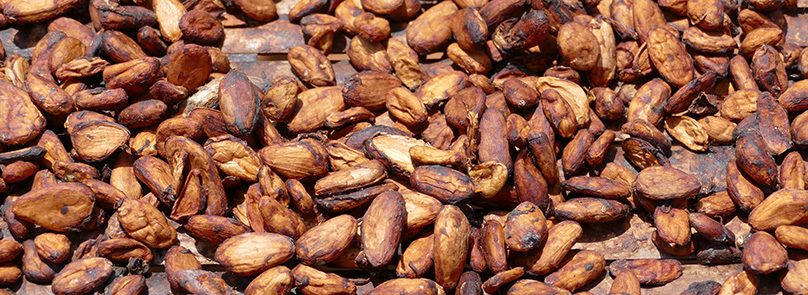 Drying cocoa beans.