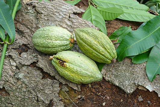 Cocoa pods.