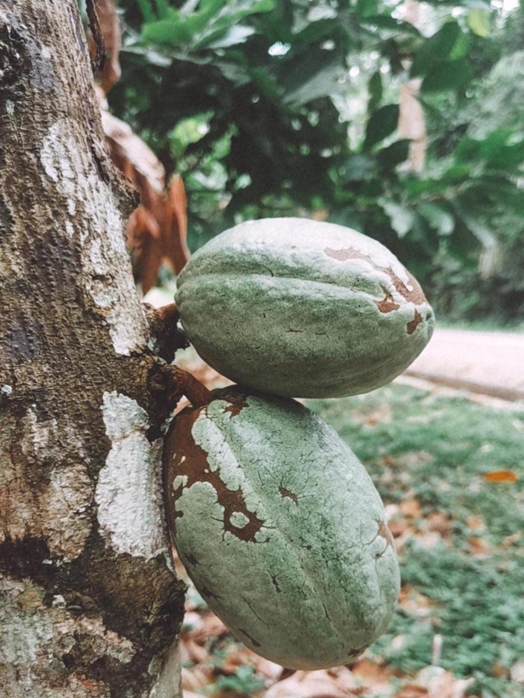 Cocoa pods at a cocoa tree